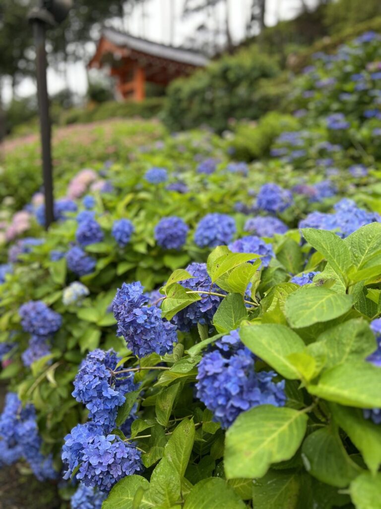 A sea of blue and purple hydrangeas blankets the hillside at Mimurotoji temple, with a vermilion temple gate peeking through the greenery in the background.