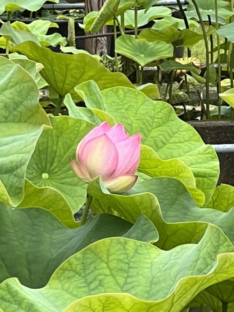 A pink lotus bud just starting to open, cradled by huge wavy green leaves on the temple grounds at Mimuroto-ji — a quiet moment between tea and flowers.