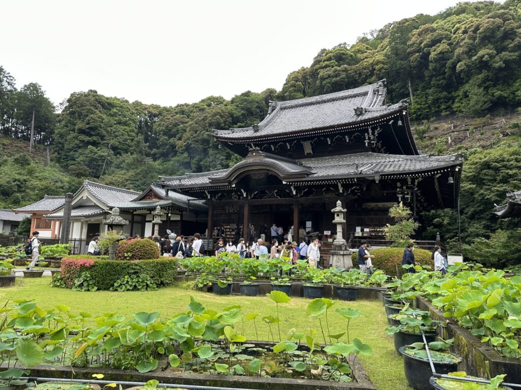 The main hall of Mimuroto-ji temple nestled against a lush green hillside, with rows of lotus pots lining the grounds and a steady crowd of visitors milling about on an overcast day.